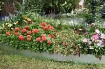 A vibrant flower bed with clusters of red, orange, pink, and white flowers bordered by green grass, set against a backdrop of lush green foliage.