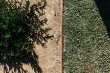 A metal divider separates a patch of sandy soil with green leafy plants on the left from a section of green grass on the right, both sunlit with visible shadows.