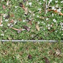 A patch of small white flowers growing densely among green ground cover, bordered by a strip of metal edging next to a section of brownish grass with scattered leaves.
