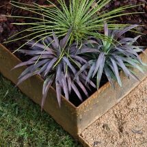 A garden bed with spiky green and purple plants bordered by rusted metal edging, surrounded by grass and tan gravel.