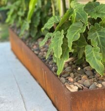 Close-up of green leafy plants growing in a raised garden bed with a rust-colored metal border, filled with small rocks and soil, next to a concrete surface.