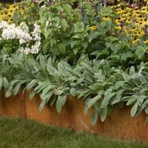 A raised garden bed with lush, silvery-green lamb’s ear plants at the front and pink, yellow, and purple blooming flowers behind, bordered by brown rusted metal edging.
