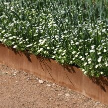 A raised garden bed with a rusty metal edge is filled with blooming white daisies and green foliage, alongside a path covered in reddish gravel. Sunlight casts shadows on the garden bed and path.