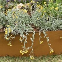 Trailing silver-leaved plant with clusters of small yellow flowers cascading over the edge of a rust-colored raised garden bed, surrounded by other greenery and mulch.